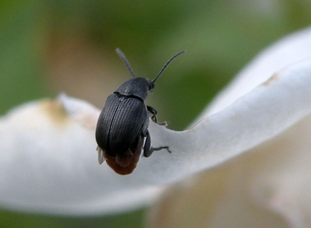 Chrysomelidae Bruchinae: Bruchidius siliquastri (cfr.)